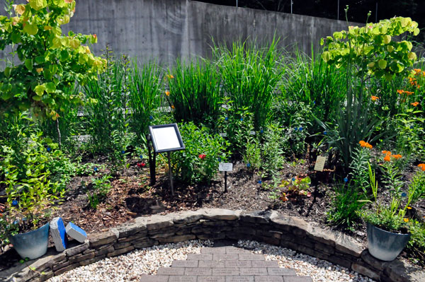 North Carolina Wildflower of the Year Garden